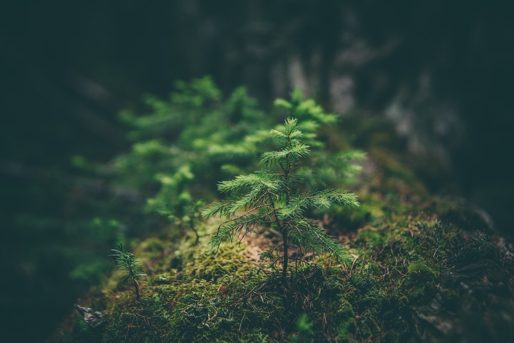 Young shoot of a tree, surrounded by moss- - pic by Matthew Smith on unsplash - rfflri94rs8