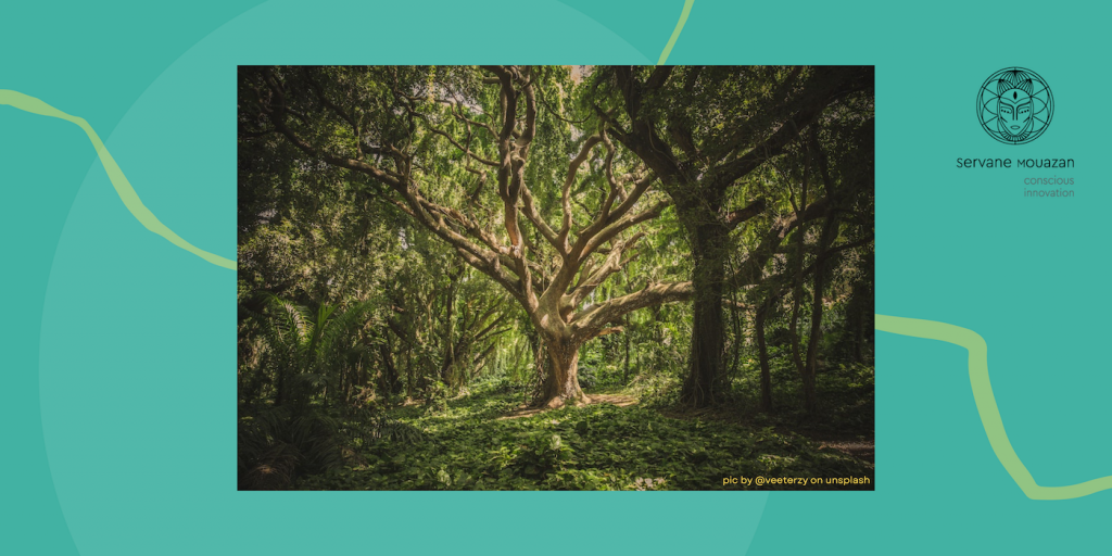 Image of a Tree in a luxurious forest pic Vesterzy on Unsplash - Turquoie background and logo Servane Mouazan - Conscious Innovation
