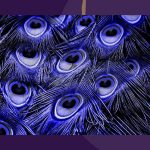 Peacock feather on a purple background. Servane Mouazan - Conscious Innovation Logo