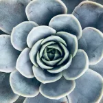 Succulent plant green and grey - Photo by Steve Le on Unsplash